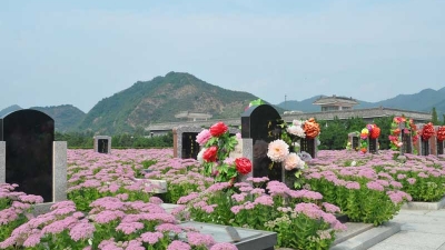 万佛园墓区花海