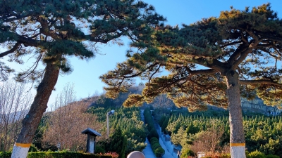 温泉墓园松柏