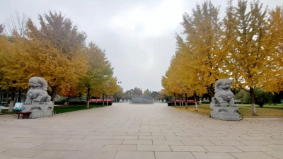 长青园骨灰林秋季景象