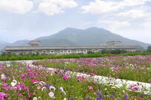 万佛园墓区花海