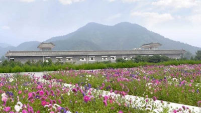 万佛园墓区花海