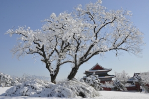 天寿陵园雪景