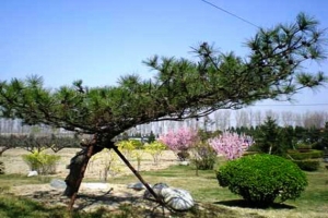 天慈墓园绿化