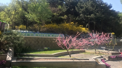 八达岭陵园山坡