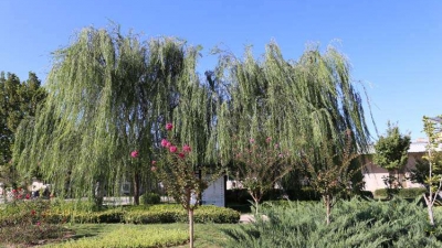 八宝山人民公墓绿化