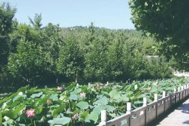 墓区水系与荷花