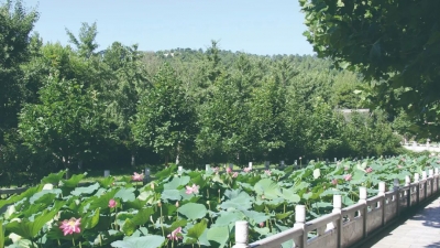 墓区水系与荷花