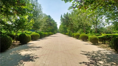 万桐园公墓道路